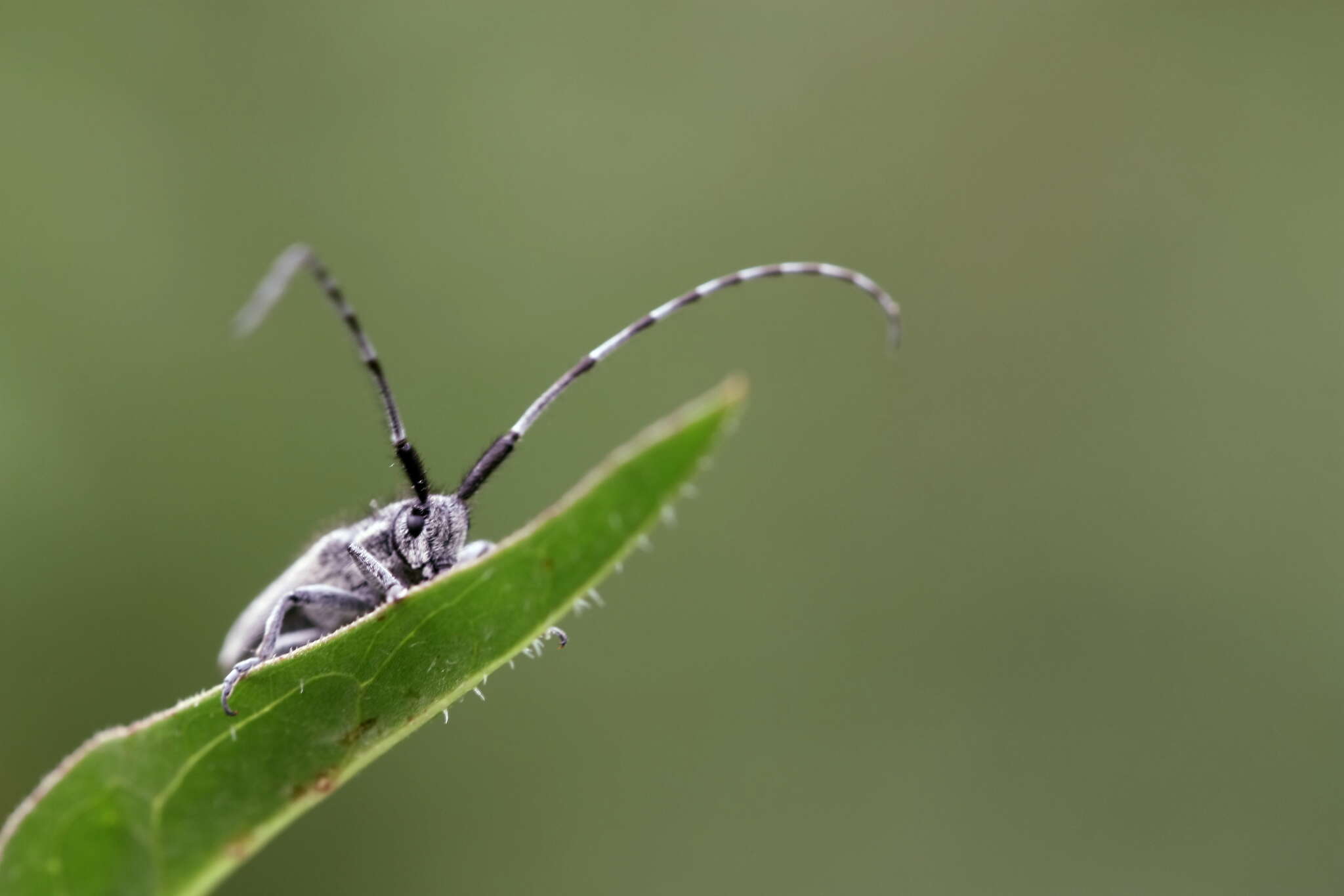 Image of Agapanthia cardui (Linné 1767)