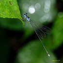 Image of Coeliccia bimaculata Laidlaw 1914