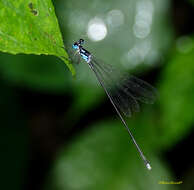 Imagem de Coeliccia bimaculata Laidlaw 1914