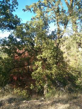 Image of Downy oak