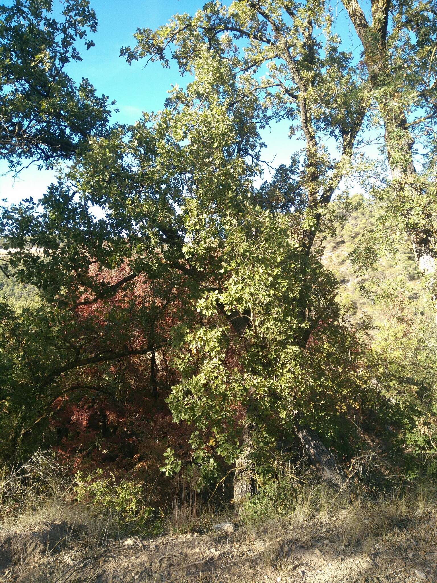 Sivun Quercus pubescens subsp. pubescens kuva