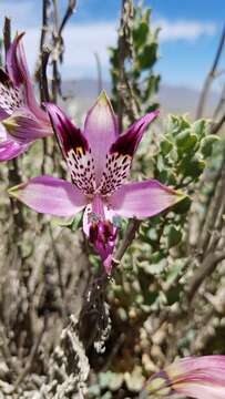 Image of Alstroemeria werdermannii Ehr. Bayer