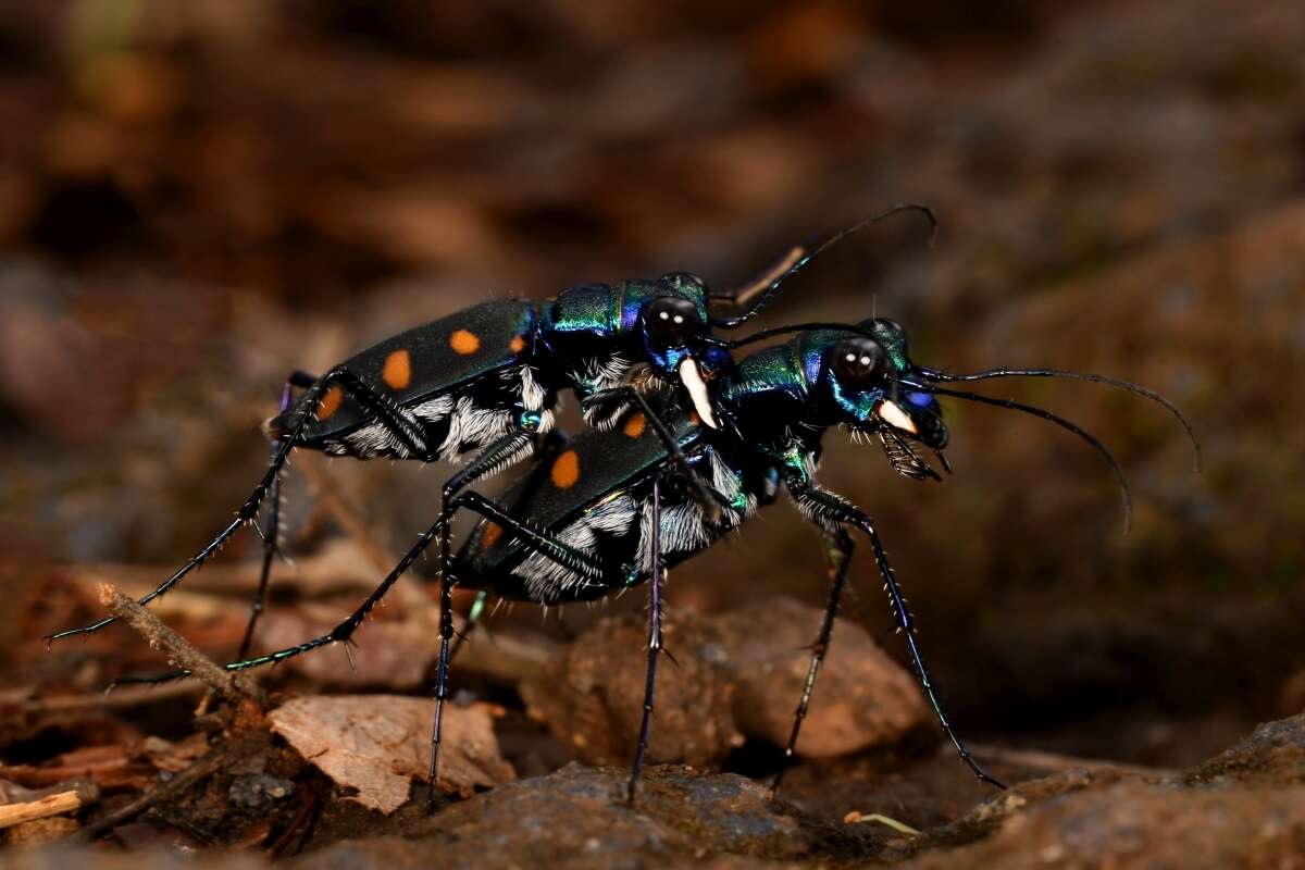 Image of Cicindela (Calochroa) safraneki (Werner & Wiesner 2008)