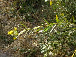 Image of Galatella biflora (L.) Nees