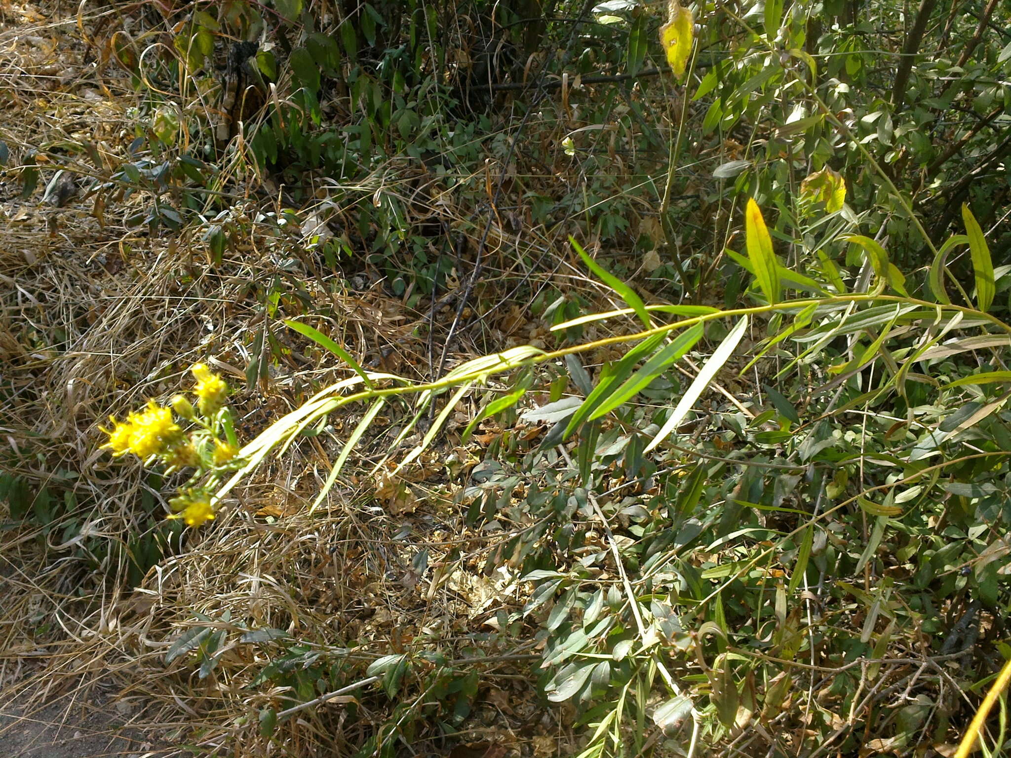 Image of Galatella biflora (L.) Nees