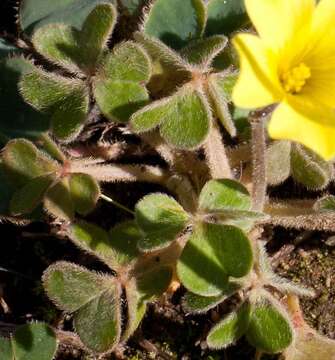 Image of Oxalis compressa var. compressa