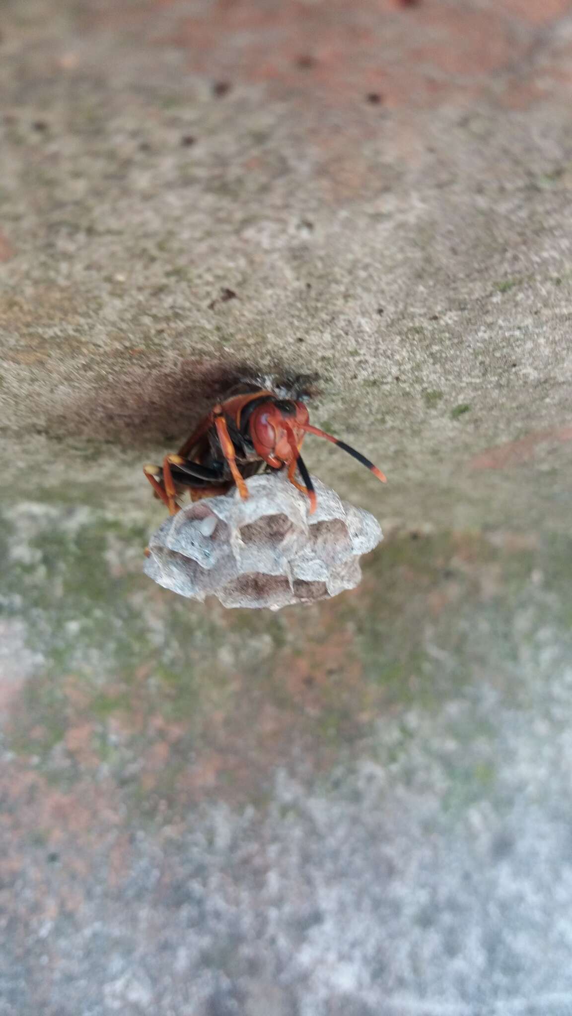 Image of Polistes cavapytiformis Richards 1978