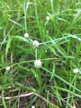 Image de Cyperus sesquiflorus subsp. sesquiflorus