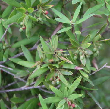 Image de <i>Leucopogon fasciculatus</i>