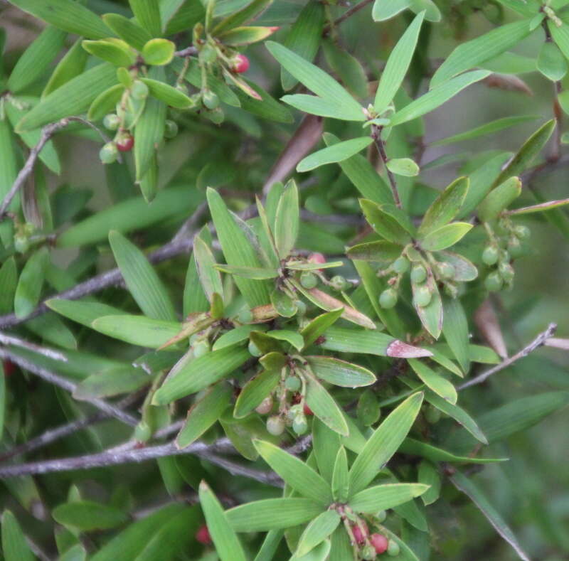 صورة <i>Leucopogon fasciculatus</i>