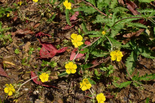 Image of Potentilla discolor Bunge