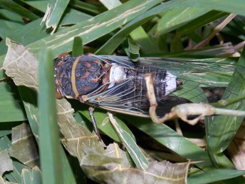 Image of Diceroprocta cinctifera (Uhler 1892)