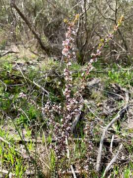 Image of Leucopogon ericoides (Sm.) R. Br.