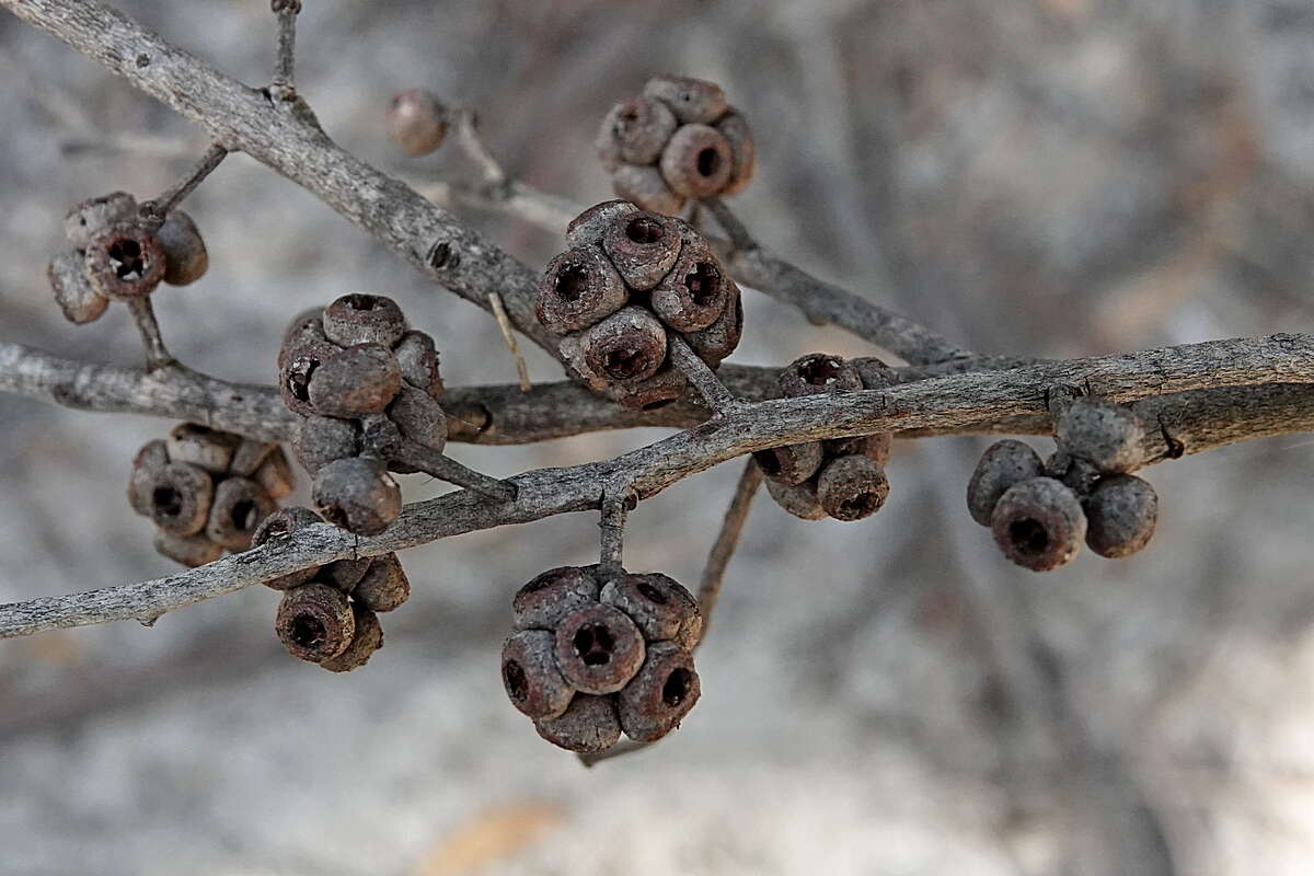 Image of blue-leaf stringybark