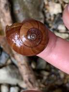 صورة Terrycarlessia turbinata Stanisic 2010