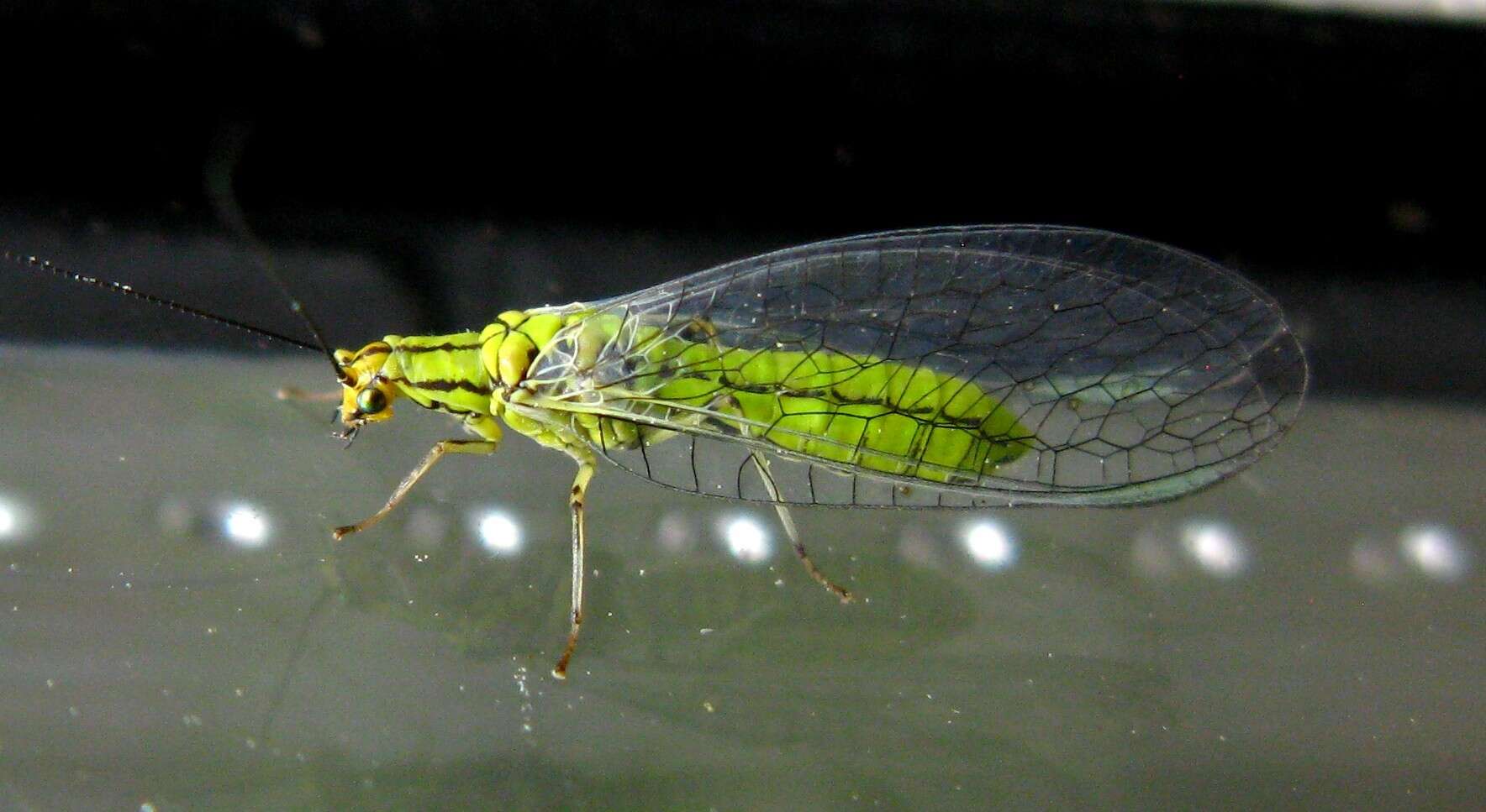 Image of Hypochrysa