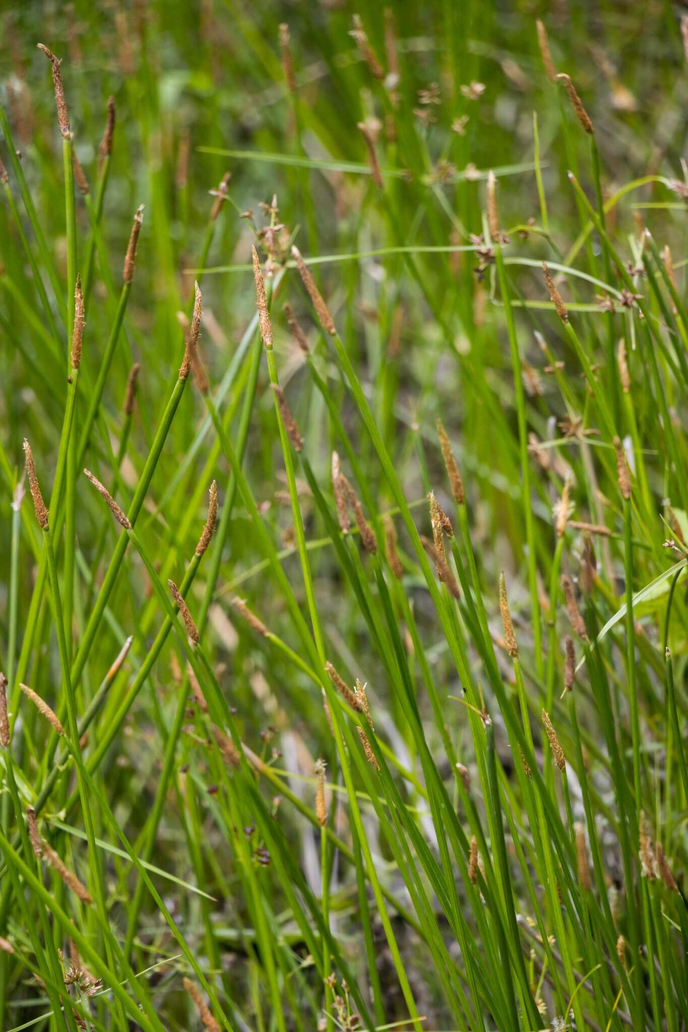 Imagem de Eleocharis limosa (Schrad.) Schult.