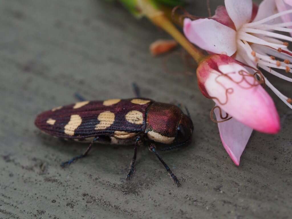 Image of Castiarina decemmaculata (Kirby 1818)