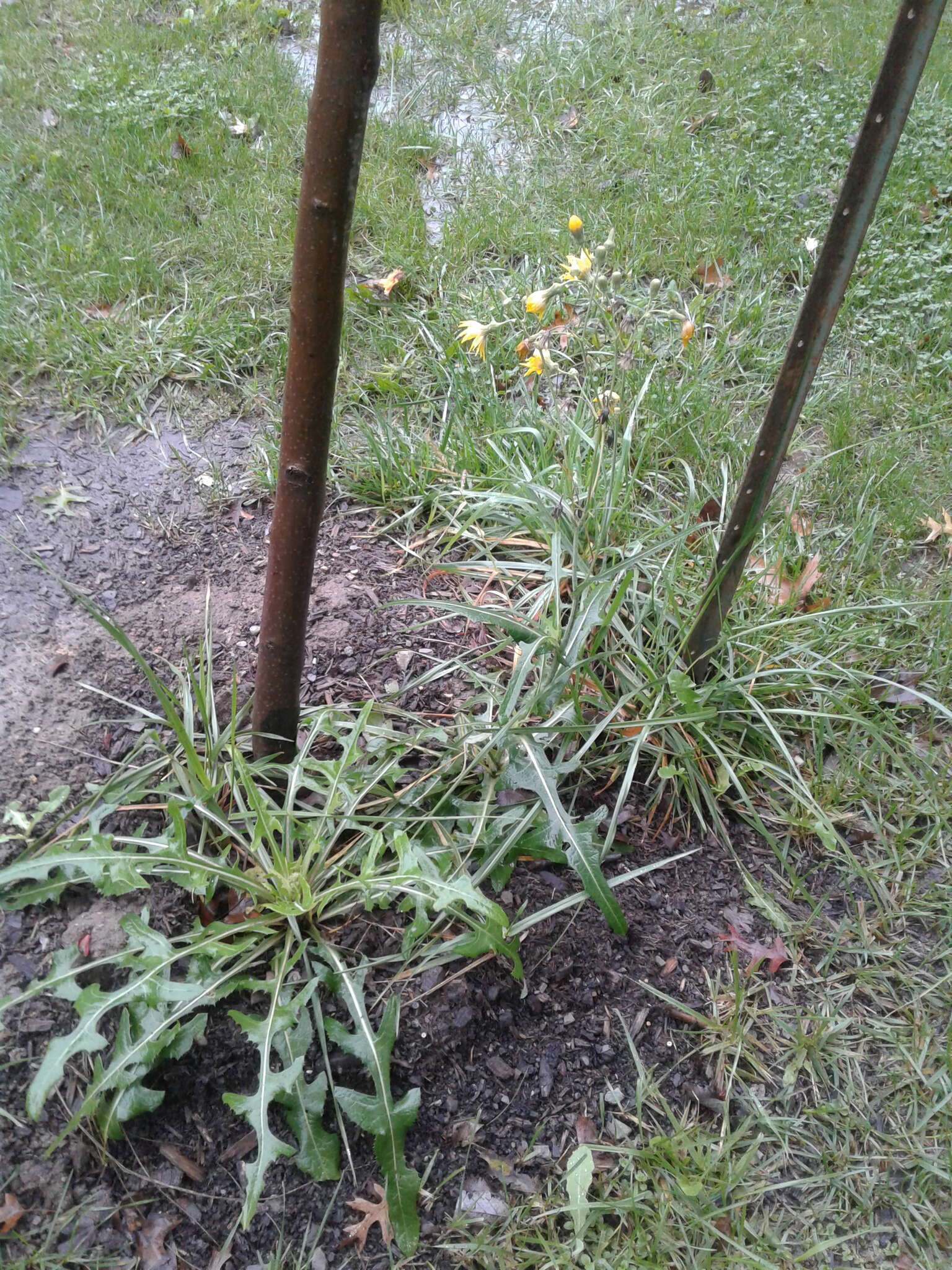 Plancia ëd Sonchus arvensis subsp. uliginosus (M. Bieb.) Nym.