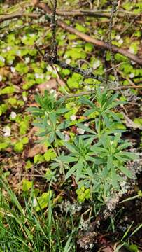 Image of Bedstraw