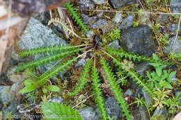 Image of Oeder's lousewort