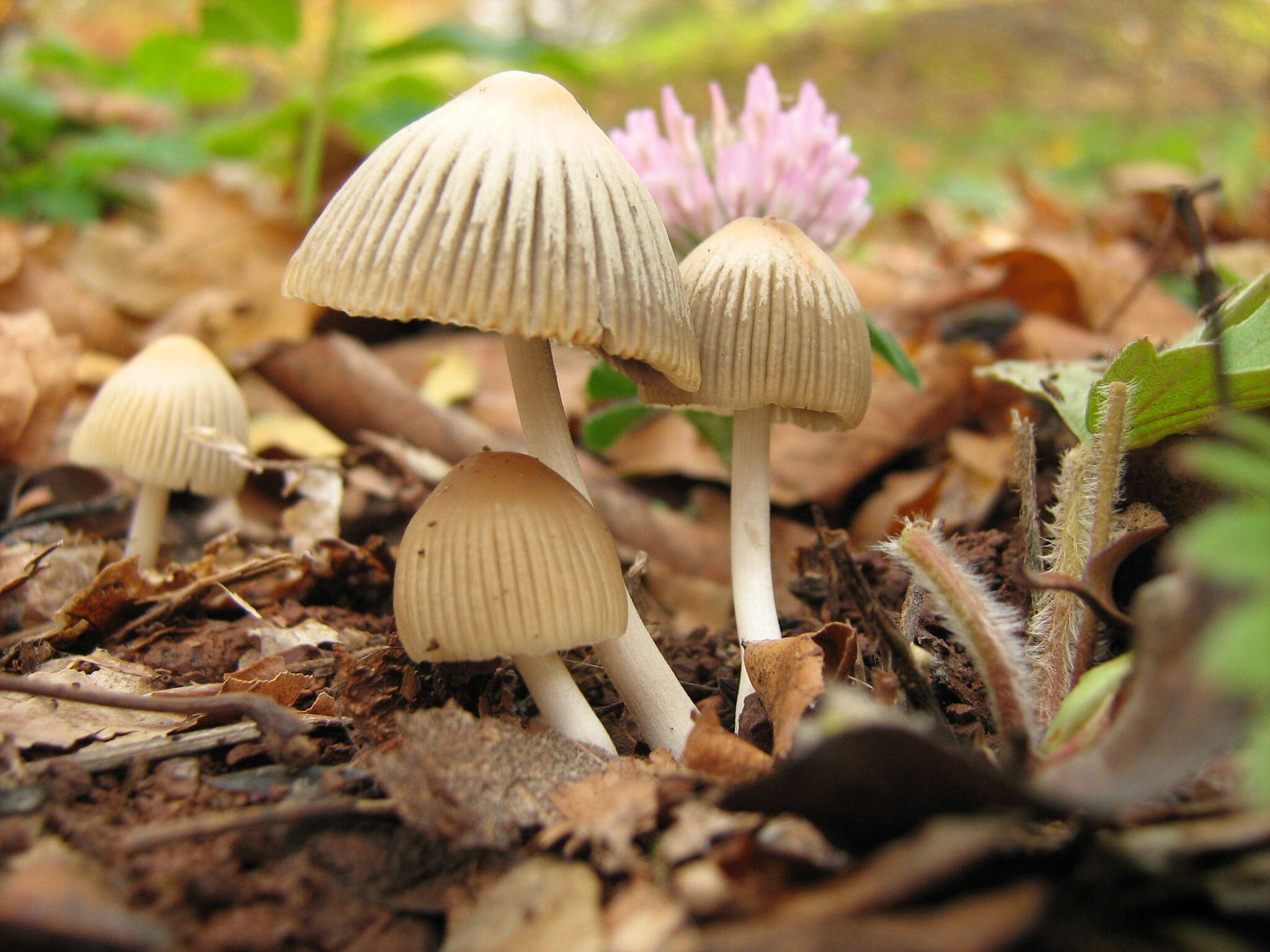 Coprinellus impatiens (Fr.) J. E. Lange 1938 resmi