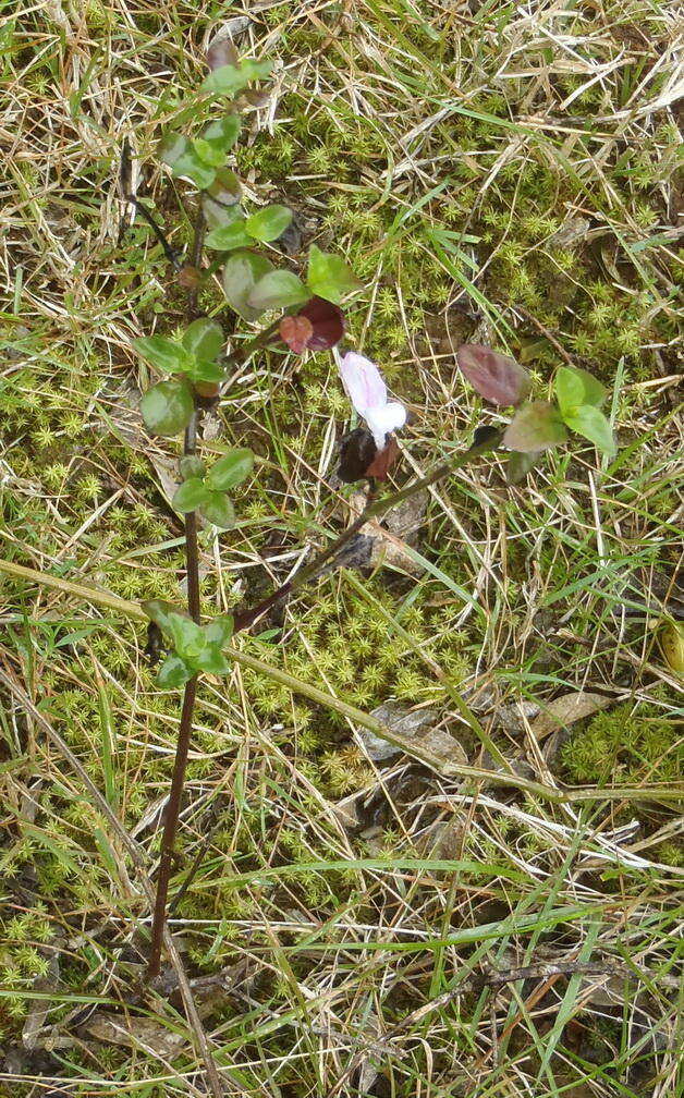 Image of Dicliptera extenta S. Moore