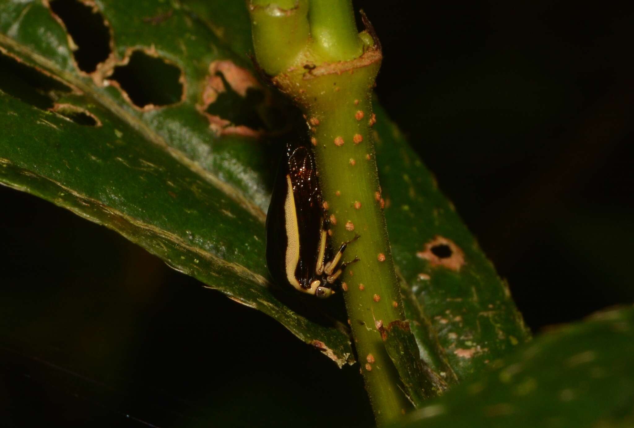 Image of Darnis lateralis Coquebert