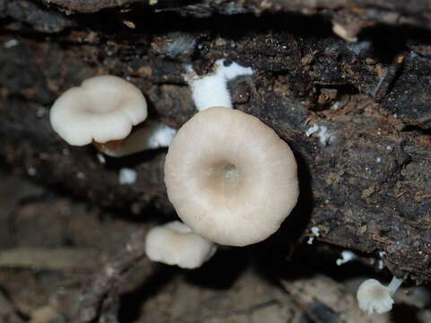 Crepidotus nyssicola (Murrill) Singer 1973 resmi