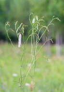 Image of Poterium tenuifolium var. alba (Trautv. & C. A. Mey.)