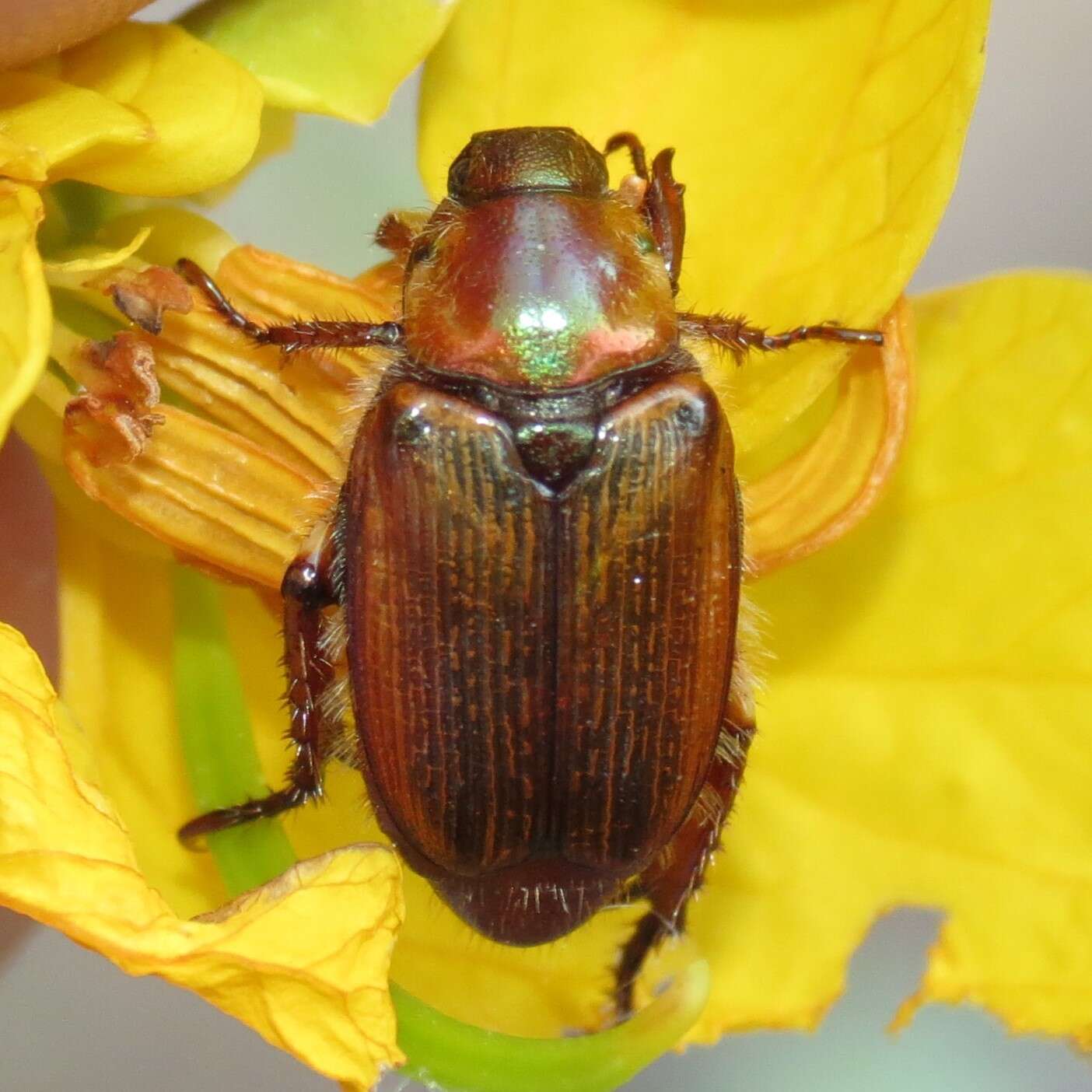 Image of Strigoderma pimalis Casey 1884