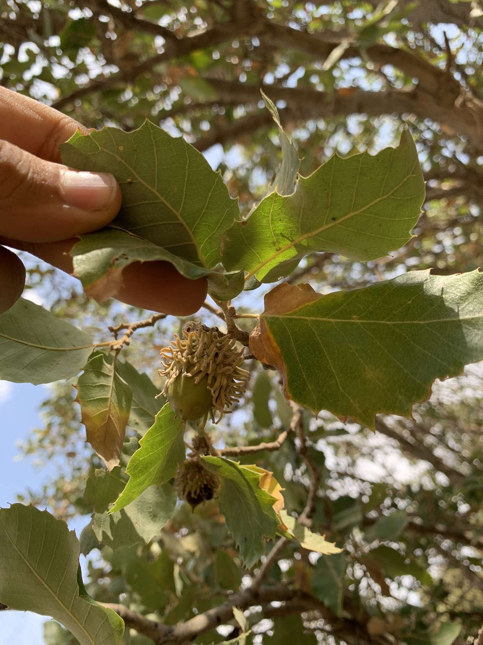 Imagem de Quercus brantii Lindl.