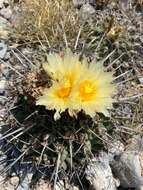 Image of Thelocactus rinconensis (Poselger) Britton & Rose