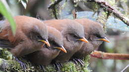 Image of Rufous Wren