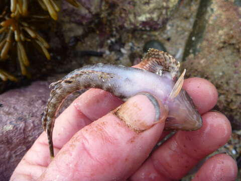 Image of Gilloblennius