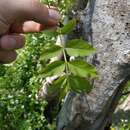 صورة Fraxinus angustifolia subsp. syriaca (Boiss.) Yalt.