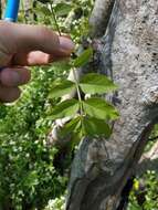 Image of Fraxinus angustifolia subsp. syriaca (Boiss.) Yalt.