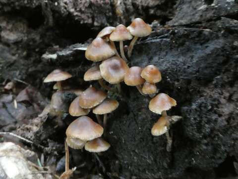 Image of Psilocybe caerulipes (Peck) Sacc. 1887