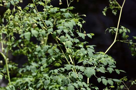 Image of Thalictrum decipiens B. Boiv.