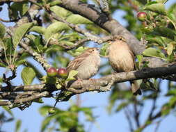 Слика од Passer cinnamomeus (Gould 1836)