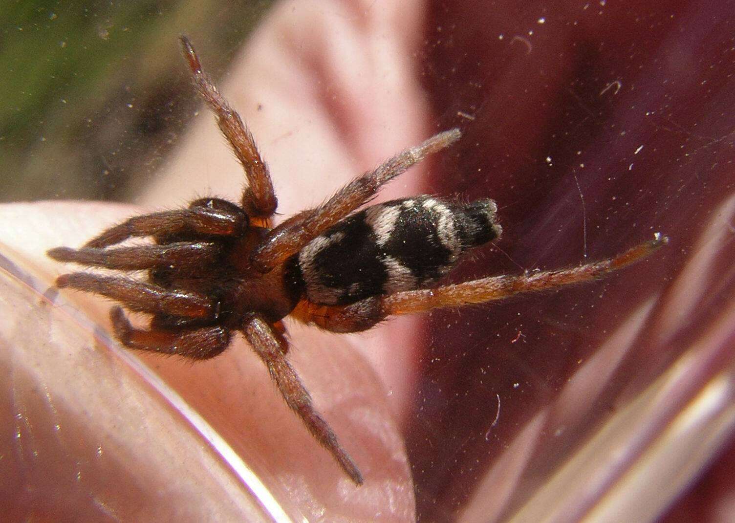 Image of Sergiolus montanus (Emerton 1890)