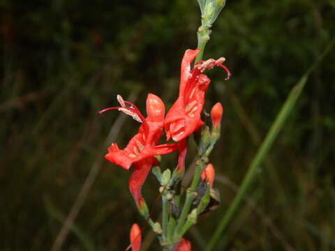 Image of Ruellia humboldtiana (Nees) Lindau