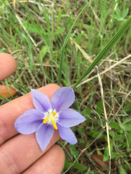 Image of Prairie pleatleaf