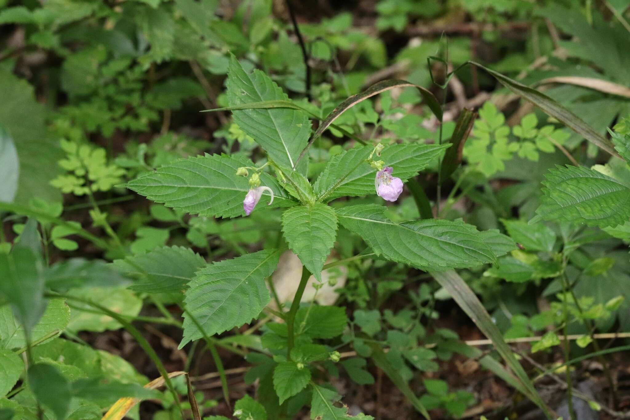 Image de Impatiens furcillata Hemsl. ex Forb. & Hemsl.