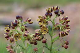 Image of Schizoglossum hamatum E. Mey.