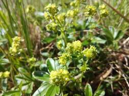 Image of Alpine Lady's-mantle