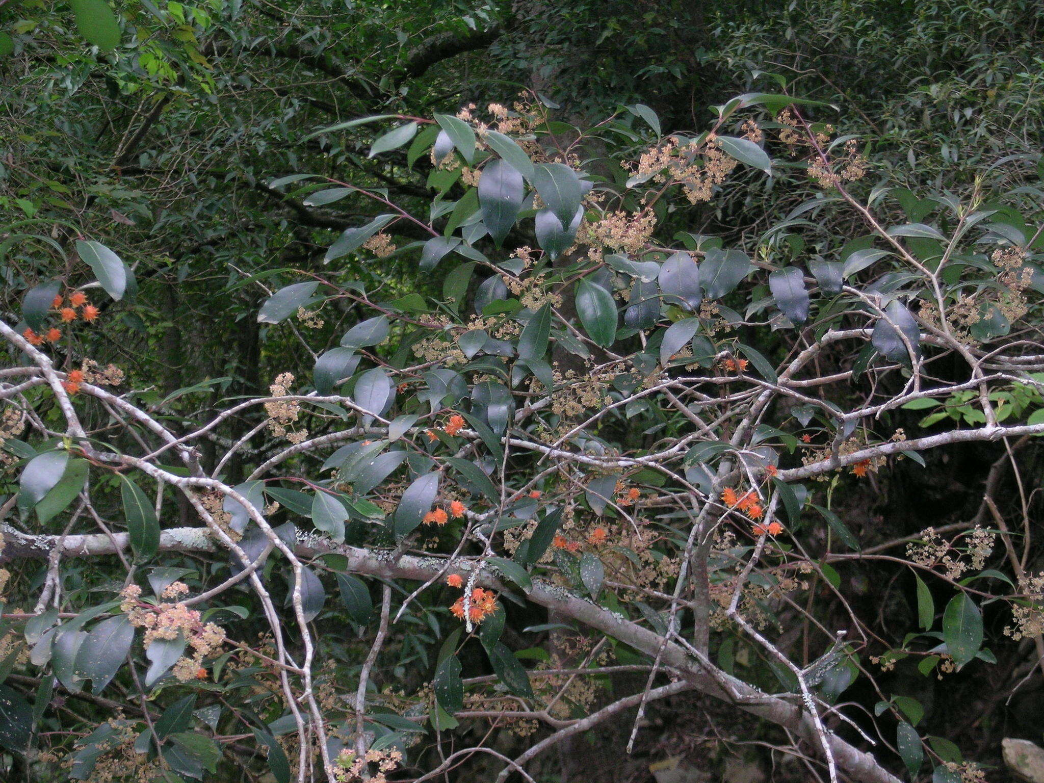 Plancia ëd Pterocelastrus rostratus (Thunb.) Walp.