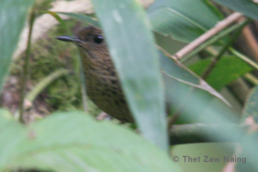 Image of Pygmy Cupwing