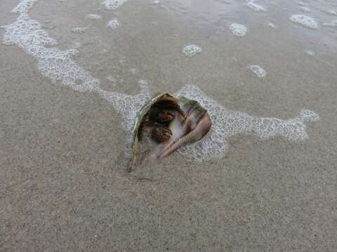 Image of Thinstripe Hermit Crab