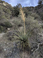 Image of Parry's beargrass